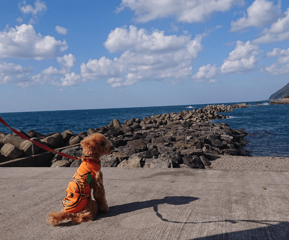 海だー カニだー 青い空と透き通った海の色が綺麗な越前の海岸をお散歩 サクライノセンス Sakurainnocence